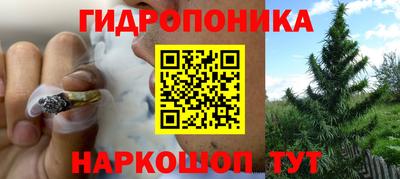 гашик Будённовск